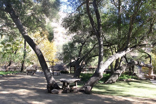 Rustic Oak 15